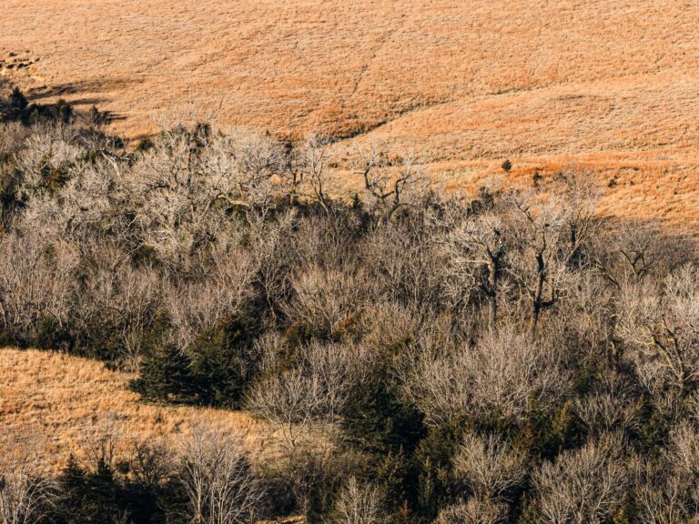 603+/- Acres Pasture/Hunting in McPherson Co., Ks (2 Tracts)